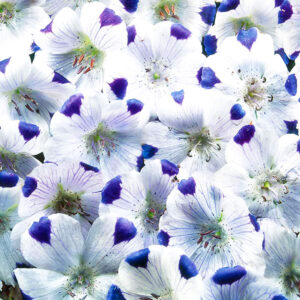 Kärleksblomster "Five Spot"