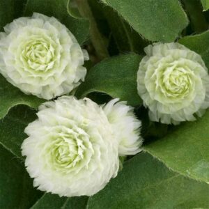 Klotamarant "Gnome White"