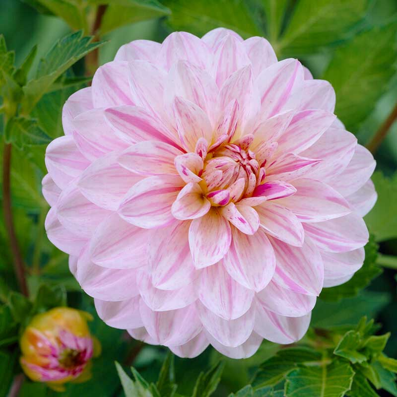 Dekorativdahlia "Bonesta"