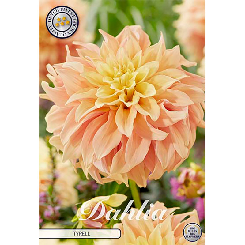 Dekorativdahlia "Tyrell"