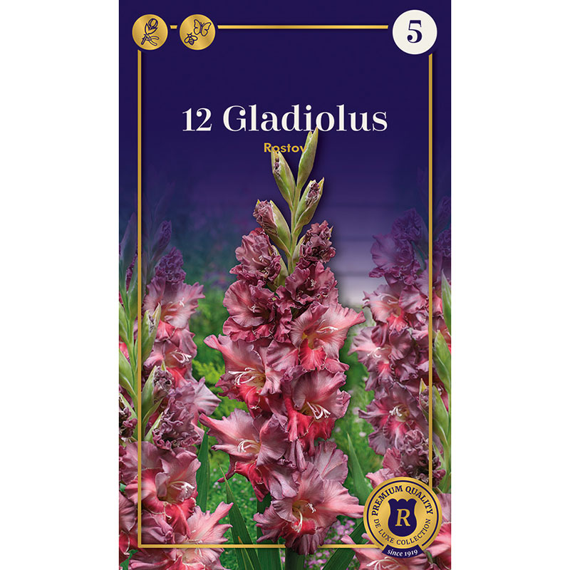 Papegojgladiolus "Rostov"
