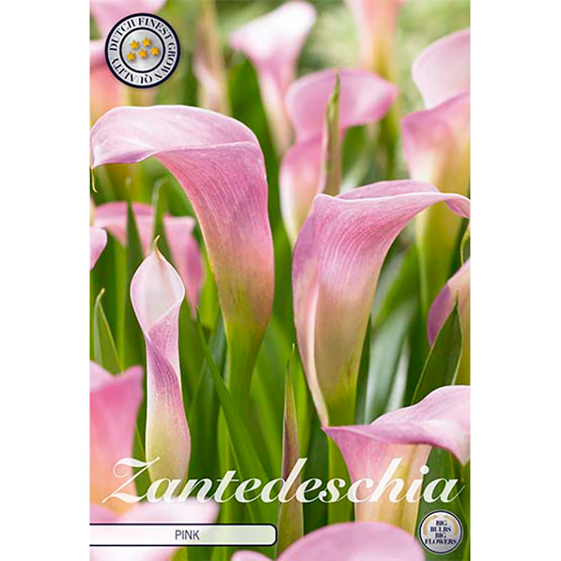 Prickkalla "Light Pink"