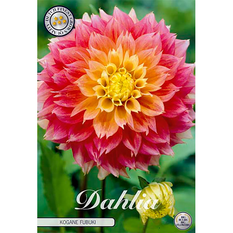 Dekorativdahlia "Fubuki Kogane"