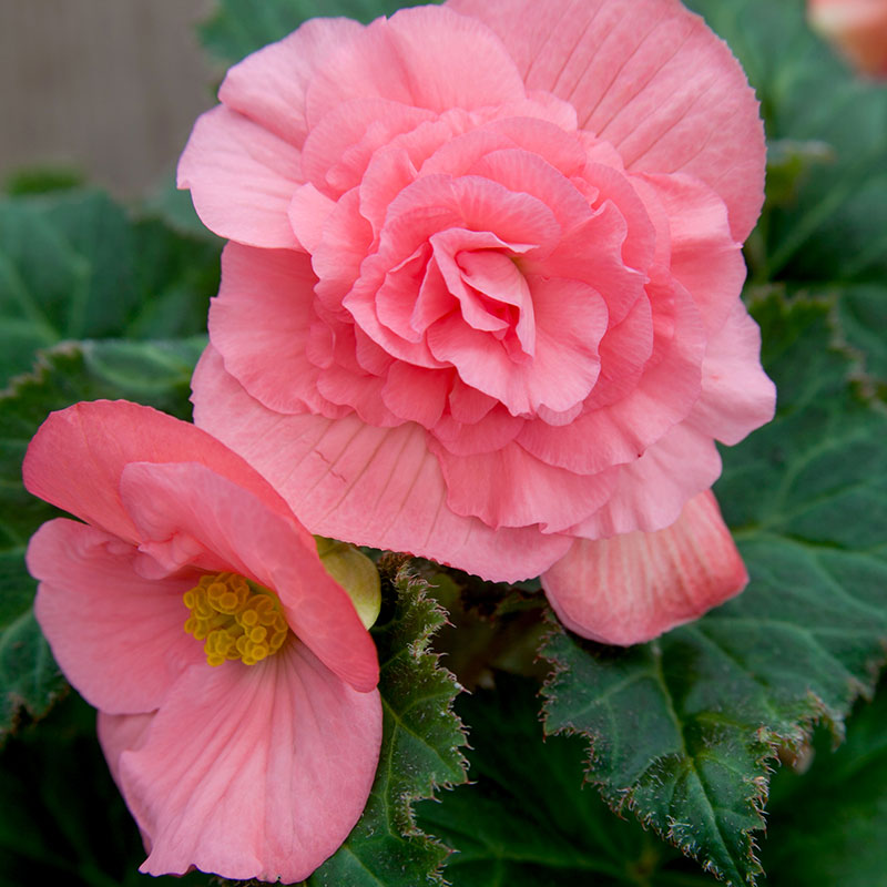 Knölbegonia "Nonstop Pink"