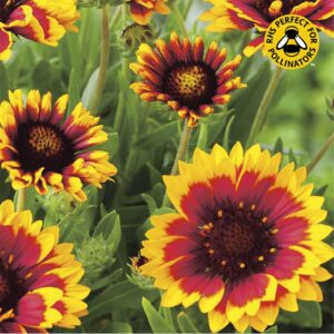 Kokardblomster "Goblin"