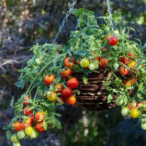 Körsbärstomat "Cherry Blast" F1