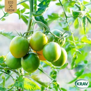 Körsbärstomat "Green Grape", ekologisk