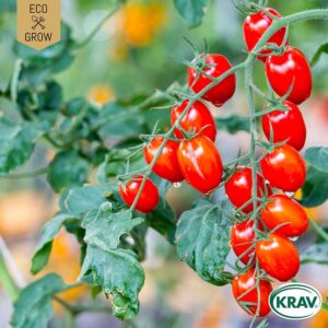 Körsbärstomat "Red Cherry", ekologisk