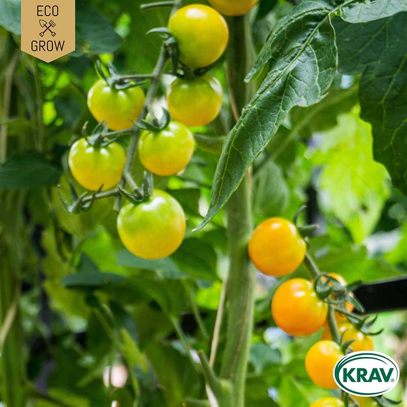 Körsbärstomat "Snowberry", ekologisk