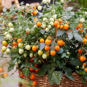 Körsbärstomat "Tiny Temptations Orange" F1