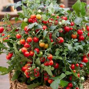 Körsbärstomat "Tiny Temptations Red" F1