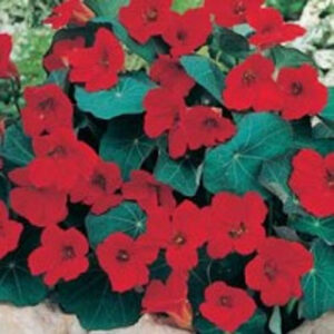 Krasse "Empress of India"