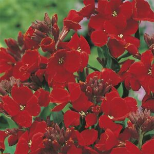 Lackviol "Scarlet Bedder"
