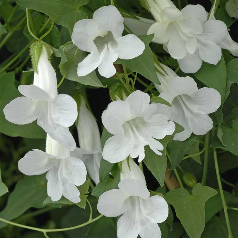 Lejongapsranka "Snow White"