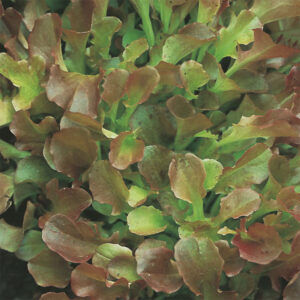 Sallat "Red Salad Bowl"