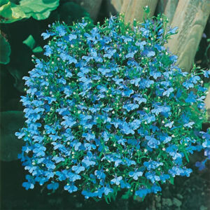 Kaplobelia "Cambridge Blue"