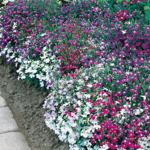 Kaplobelia "String of Pearls"
