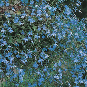 Hänglobelia "Blue Cascade"