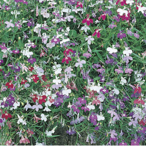 Hänglobelia "Colour Cascade", mix