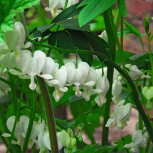 Löjtnantshjärta "Alba"