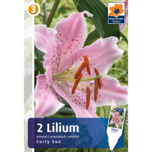 Orientlilja "Curly Sue"