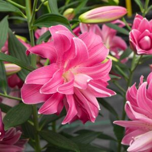 Orientlilja "Lotus Joy"