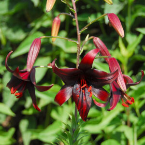 Tigerlilja "Night Flyer"