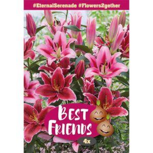 Orientlilja "Eternal Serenade" mix