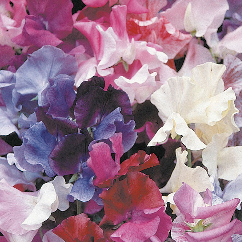 Luktärt "Horizon", mix