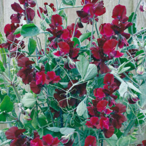 Luktärt "Solway Velvet"
