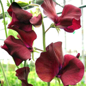 Luktärt "Spring Sunshine Burgundy"