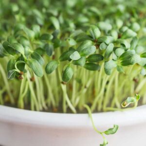 Micro greens - Fenugreek