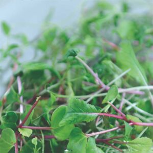 Micro greens - Gourmet Garnish