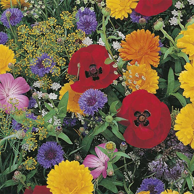 Pollinerarmix "Wildlife friendly"
