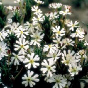 Nattblomster "Midnight Candy"
