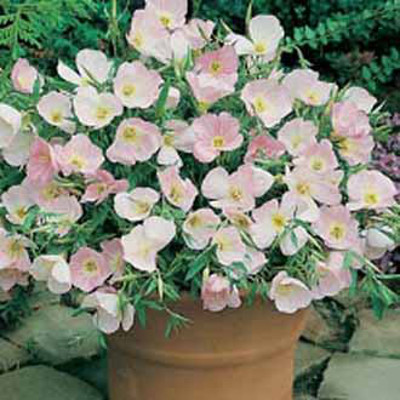 Nattljus "Silky Orchid"