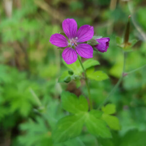 Geranium yoshinoi
