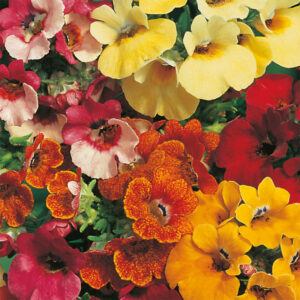 Nemesia "Carnival", mix
