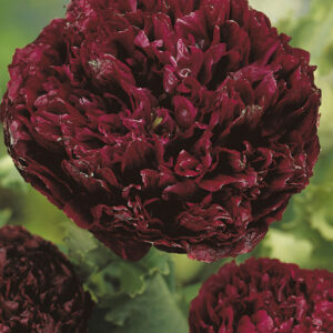 Opievallmo "Paeony Black"