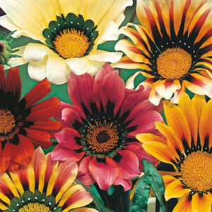 Påfågelblomster "Sunshine", mix