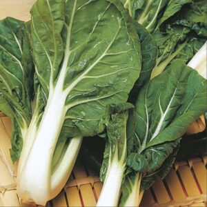Pak Choi "Ivory" F1