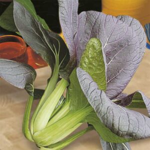 Pak Choi "Red Choi" F1