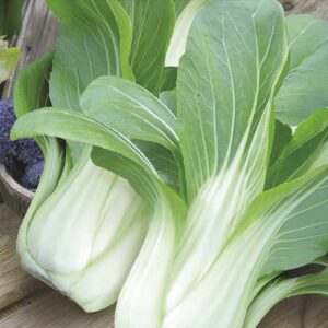 Pak Choi "Yuushou" F1