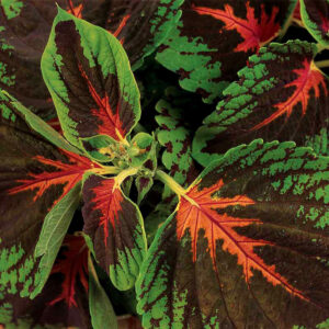 Palettblad "Kong Scarlet"