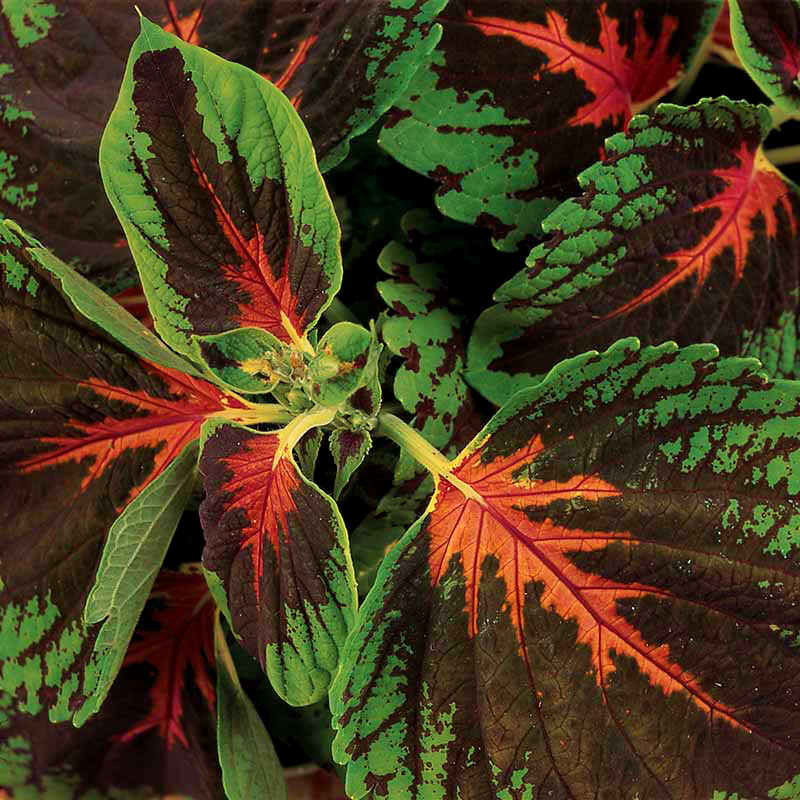 Palettblad "Kong Scarlet"