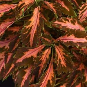 Palettblad "Premium Sun Coral Candy"