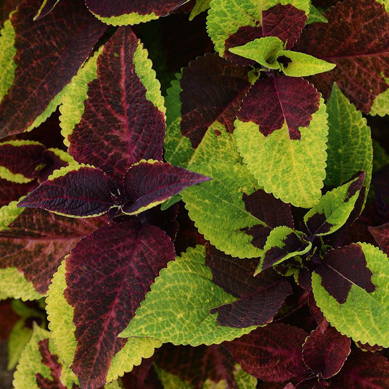 Palettblad "Burgundy Lime"