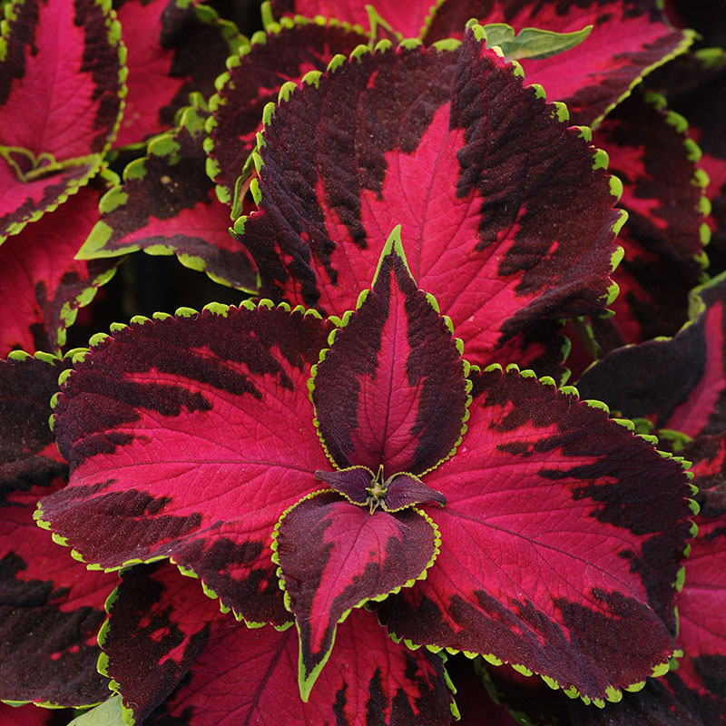 Palettblad "Solento Dark Cherry"