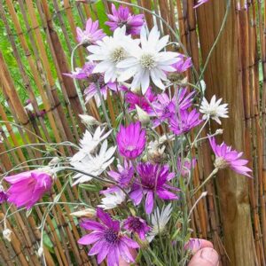 Pappersblomster, mix