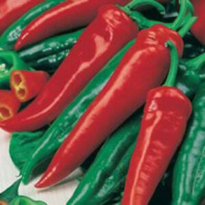 Paprika "Friggitello"
